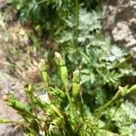 Wahlenbergia lobelioides Fruit