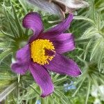 Anemone pulsatillaFlor