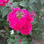 Phlox paniculata Flower