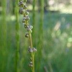 Triglochin palustris Habit