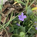 Viola hirta Blomst