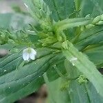 Veronica anagalloides Folha