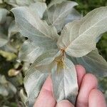 Elaeagnus commutata Frunză