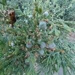 Juniperus horizontalis Frucht
