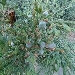 Juniperus horizontalis