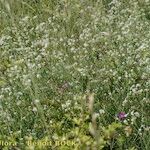 Asperula tinctoria Habit