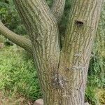 Acer capillipes Casca