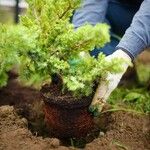 Picea glauca Blad