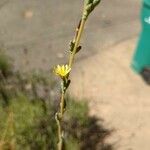 Lactuca saligna Λουλούδι