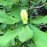 Magnolia fraseri Cvet