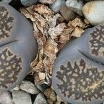 Lithops salicola Levél