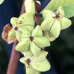Exochorda racemosa Vrucht