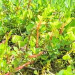 Salix calyculata Leaf