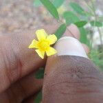 Sida spinosa Flower