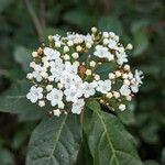 Viburnum tinusFlor