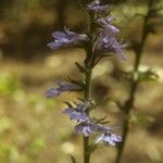 Lobelia puberula 整株植物