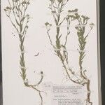 Polygala ganguelensis Sonstige