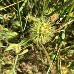 Trifolium lappaceum Flower