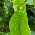 Passiflora nitida ഇല