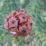 Cryptomeria japonica Плод