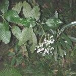 Psychotria baillonii Blomma