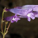 Penstemon scapoides ᱵᱟᱦᱟ