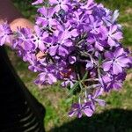 Phlox pilosa Кветка