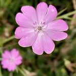 Eudianthe coeli-rosa Flower