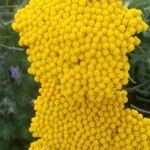 Achillea filipendulinaÇiçek