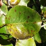 Pyrus cordata Folha
