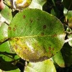 Pyrus cordata Ліст