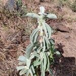 Leucas tomentosa Hábito