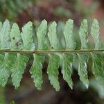 Asplenium erectum Leaf