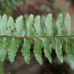 Asplenium erectum Φύλλο