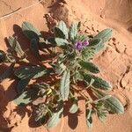 Echium horridum موطن