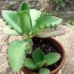 Kalanchoe laetivirensYaprak