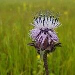 Carthamus caeruleus 花