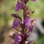 Orchis spitzelii Квітка