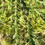 Acacia paradoxa 葉