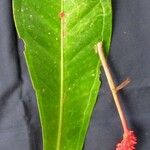 Anthurium hacumense Other