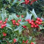 Ilex cornuta ഫലം