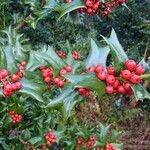 Ilex cornuta Fruto