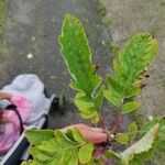 Sorbus mougeotii Levél