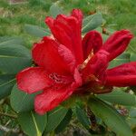 Rhododendron meddianum