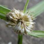 Cyperus mindorensis फल
