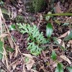 Diphasiastrum complanatum Likasa