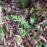 Lycopodium complanatum Leaf