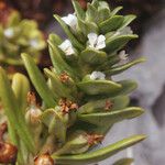 Lysimachia mauritiana Blomst