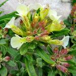 Teucrium montanum Floare