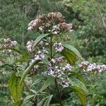 Eutrochium maculatum Flor